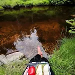 Jelonek